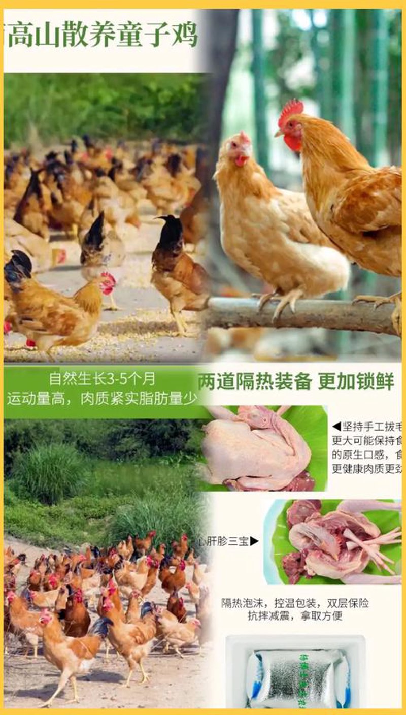探秘高山养殖基地：生态与品质的完美融合